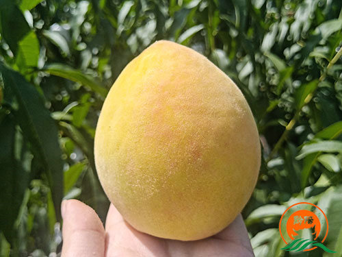 黔陽瞐黔陽黃桃產業園4